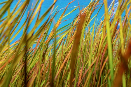 a close up of seagrass