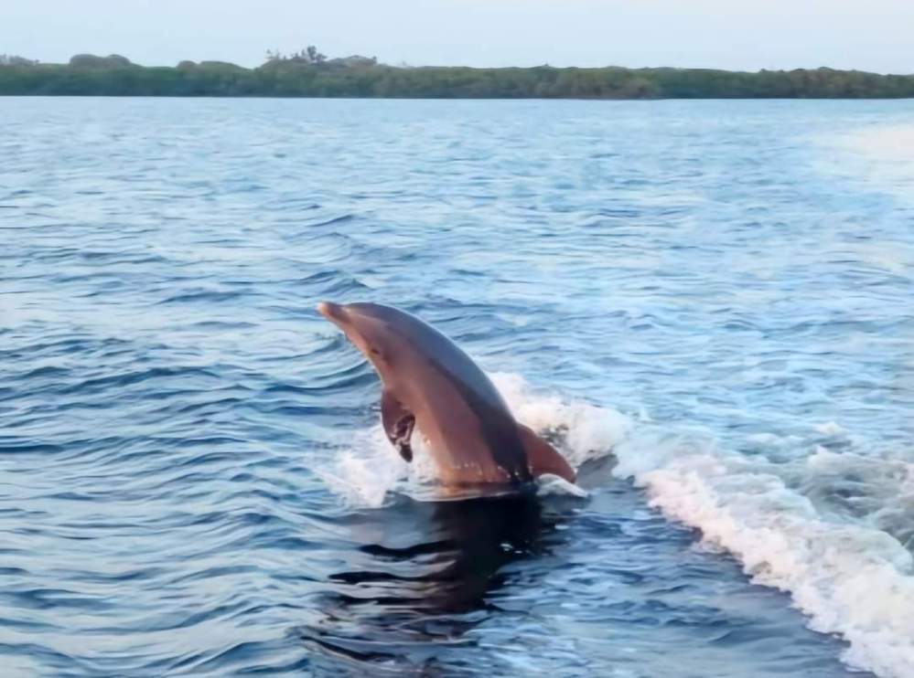 a dolphin jumping